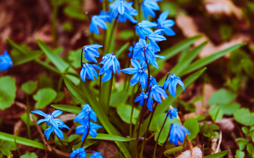 Svētdien laiks būs sauss, gaisa temperatūra sasniegs +13 grādus