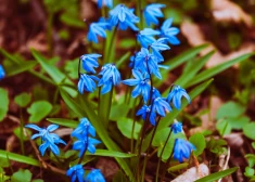 Svētdien laiks būs sauss, gaisa temperatūra sasniegs +13 grādus