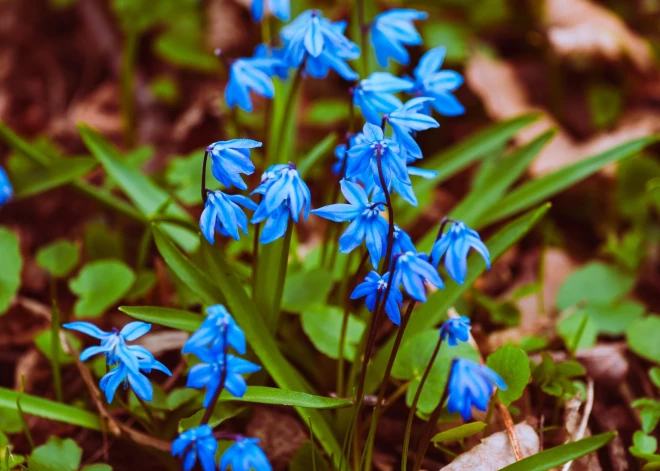 Svētdien laiks būs sauss, gaisa temperatūra sasniegs +13 grādus