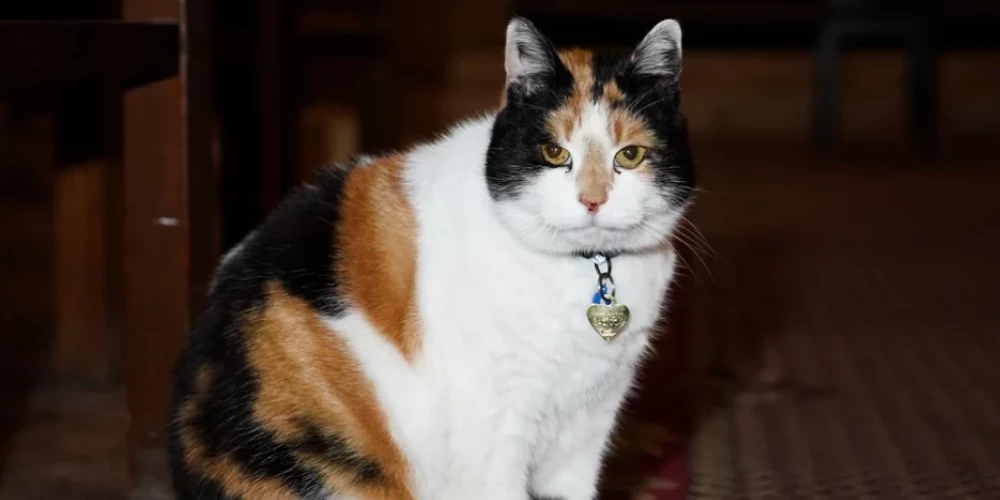 Baznīca aicina palīdzēt atrast kaķeni Grāciju.