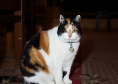 Pazudusi Anglikāņu baznīcas kaķene Grācija