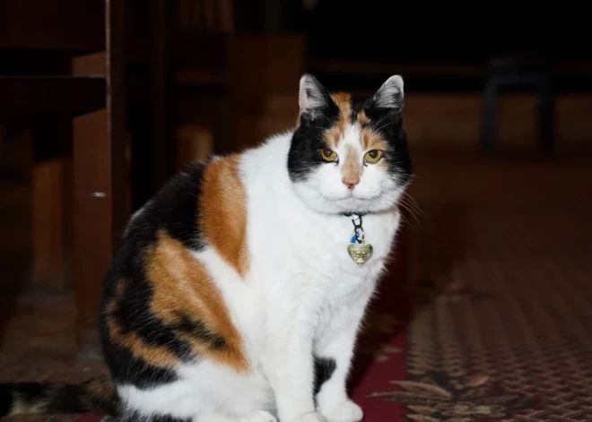 Pazudusi Anglikāņu baznīcas kaķene Grācija