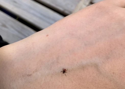 В Латвии предупредили о повышенной активности клещей этой весной.