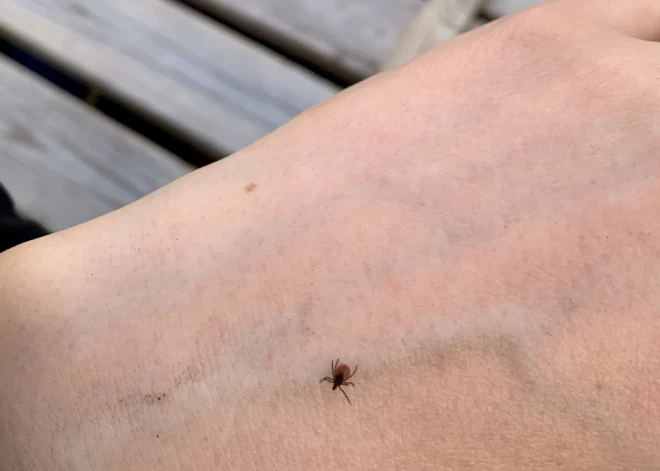 После снежной зимы в Латвии может стать больше клещей, чем обычно