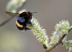 Svētdien saule mīsies ar mākoņiem