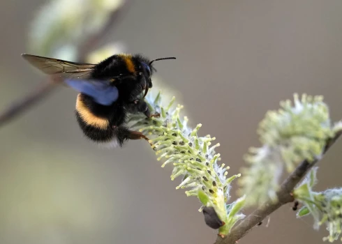 Nedēļas pēdējā dienā saule mīsies ar mākoņiem.