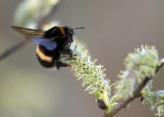Латвию ждет идеальное весеннее воскресенье - без дождя и с теплом до +13
