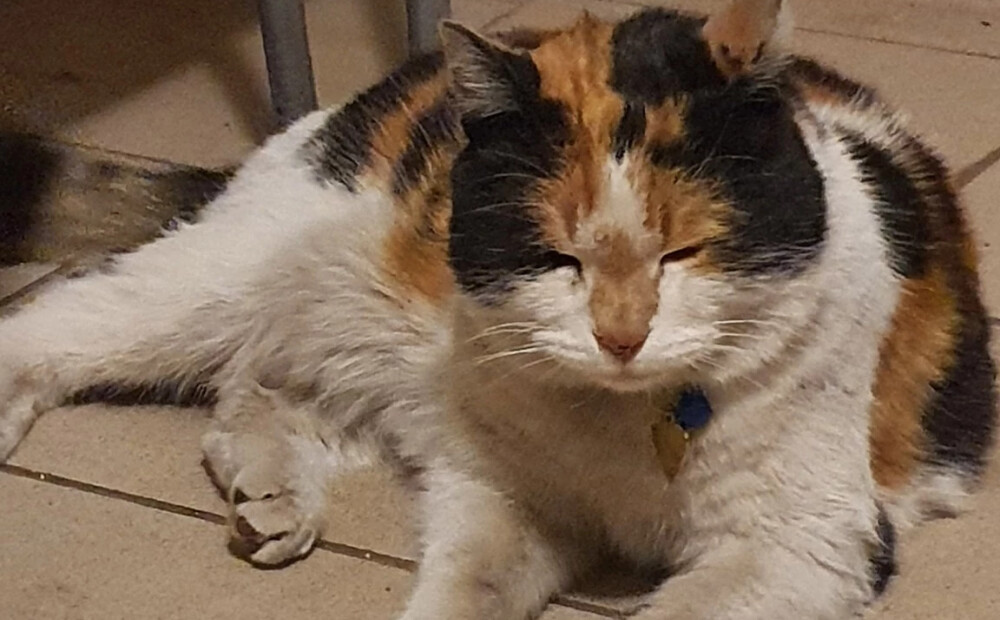 Laimīgi atradusies Anglikāņu baznīcas kaķene Grācija