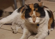 Laimīgi atradusies Anglikāņu baznīcas kaķene Grācija 