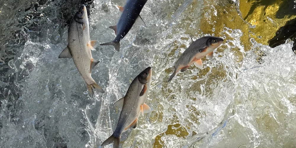 Один из самых необычных весенних праздников Латвии пройдет в Кулдиге из-за «летающих рыб».