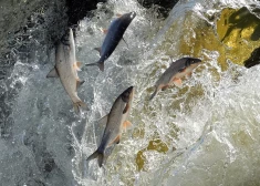 Кулдига приглашает на праздник "летающих рыб" - зрелище, которое бывает только раз в году