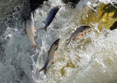 Один из самых необычных весенних праздников Латвии пройдет в Кулдиге из-за «летающих рыб».