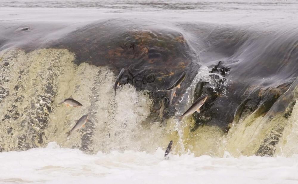 VIDEO: vimbas jau atkal uzsākušas savu cīņu pretī Kuldīgas Ventas rumbai