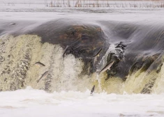 VIDEO: vimbas jau atkal uzsākušas savu cīņu pretī Kuldīgas Ventas rumbai