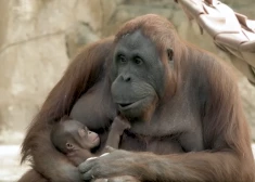 VIDEO: Madrides zoodārzā piedzimis kritiski apdraudētas orangutana sugas mazulis