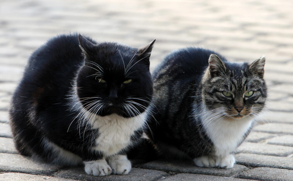 Vecāku kaķu saimniekus aicina neignorēt pazīmi, ko var viegli sajaukt ar veselības uzlabošanos