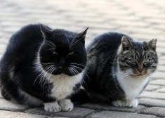 Vecāku kaķu saimniekus aicina neignorēt pazīmi, ko var viegli sajaukt ar veselības uzlabošanos