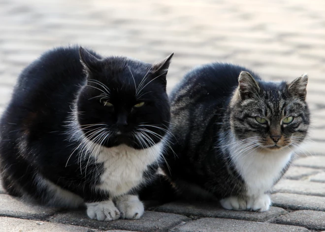 Vecāku kaķu saimniekus aicina neignorēt pazīmi, ko var viegli sajaukt ar veselības uzlabošanos