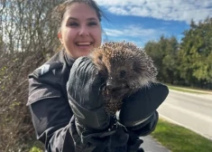 Pateicoties sunītei Ļaļai un atsaucīgiem policistiem, Rīgā no drošas nāves izglābts caurulē iekritis ezītis