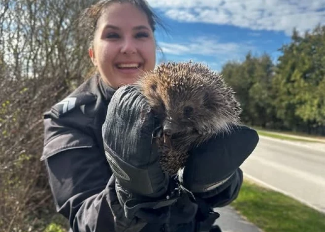 Pateicoties sunītei Ļaļai un atsaucīgiem policistiem, Rīgā no drošas nāves izglābts caurulē iekritis ezītis