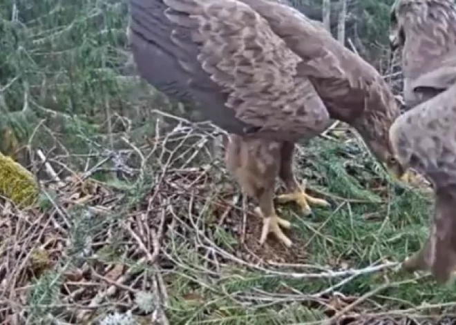 Kaislības mežā tiešraidē: ērgļi atgriežas no Āfrikas un sāk aktīvi būvēt un pilnveidot ligzdas