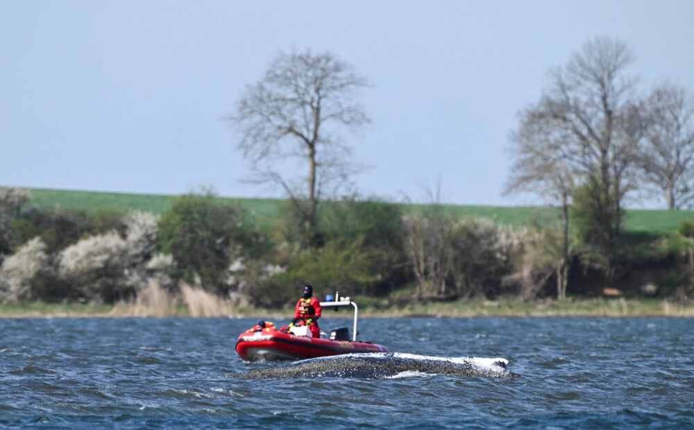 Pārsteidzošs pavērsiens Baltijas jūrā iestrēgušā kuprvaļa drāmā