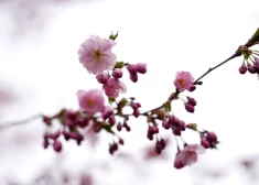 Otrdien saglabāsies saulains laiks