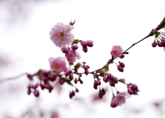 Otrdien saglabāsies saulains laiks