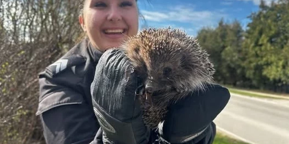 Ежик спасен!