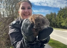 Собака-спасатель: в Риге пес помог вытащить ежика из ловушки
