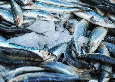 Kura zivs ir labvēlīga ādai, sirdij un vispārējai veselībai: dietologs nosauc savu favorītu