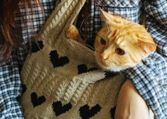 No 22. aprīļa mainās prasības ceļošanai ar mājdzīvniekiem