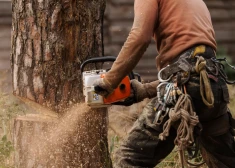 В Латвии за год спилено меньше леса, чем обычно. В чем причина?