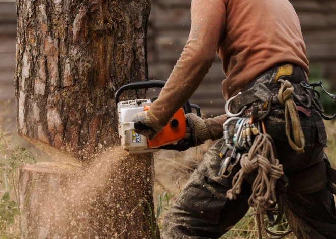 В Латвии за год спилено меньше леса, чем обычно. В чем причина?