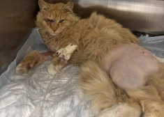 Deviņas dzīvības! ASV izglābj kaķi Gārfīldu, kuru traumēja vilciens