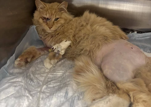 Izglābtais Gārfīlds (foto: South Shore Feral Care / Facebook)