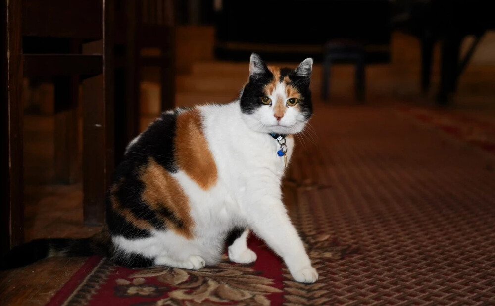 VIDEO: “Asarām acīs mēs sapratām – izdevās!” aculieciniece iemūžinājusi emocionālus mirkļus ar slavenās Rīgas kaķenes Grācijas atrašanu