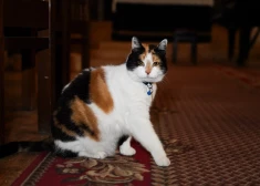 VIDEO: “Asarām acīs mēs sapratām – izdevās!” aculieciniece iemūžinājusi emocionālus mirkļus ar slavenās Rīgas kaķenes Grācijas atrašanu