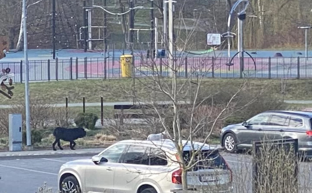 Jaunmārupē pie bērnu laukuma divi suņi saplosa pie pavadas esošu korgiju; iedzīvotāji prasa rīcību