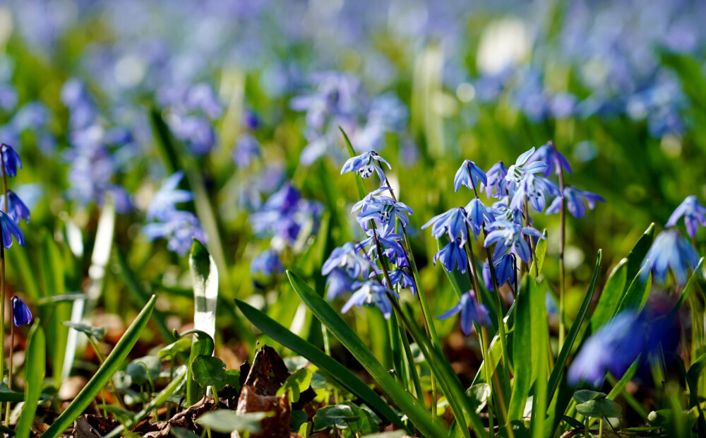 Diena būs sausa un saulaina