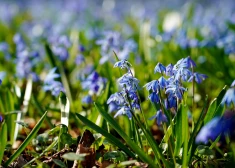 Diena būs sausa un saulaina