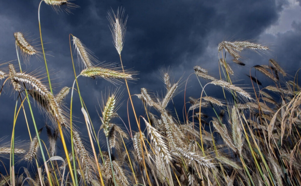 Krievijas graudaugu tranzīts caur Latviju pirmajā ceturksnī pieaudzis 2,7 reizes