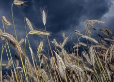 Krievijas graudaugu tranzīts caur Latviju pirmajā ceturksnī pieaudzis 2,7 reizes