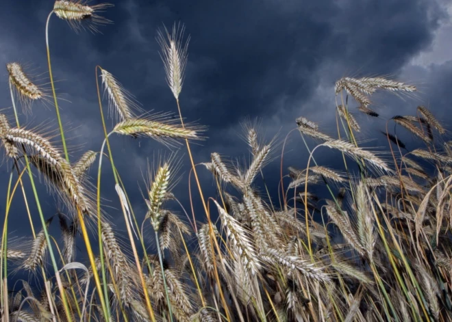Krievijas graudaugu tranzīts caur Latviju pirmajā ceturksnī pieaudzis 2,7 reizes