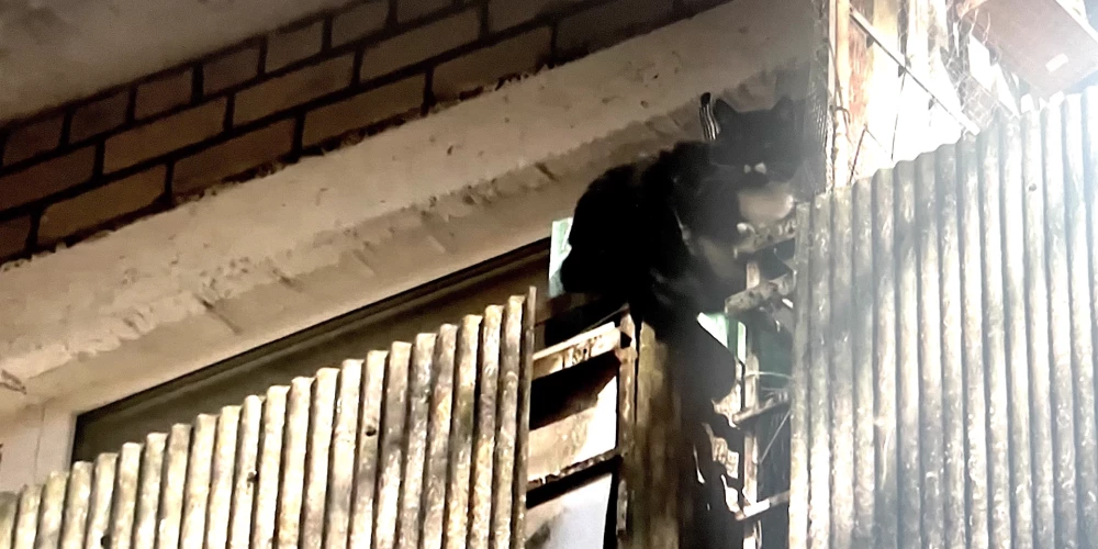 Kaķis Sarkandaugavā paglābis kādu sievieti no nāves.