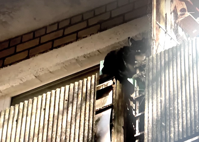 Sievieti no nāves Sarkandaugavā paglābj kaķis. Vīru, diemžēl, glābt neizdevās