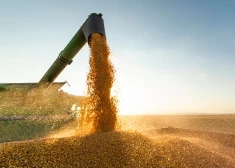 На фоне разговоров о санкциях транзит российского зерна через Латвию стремительно... растет