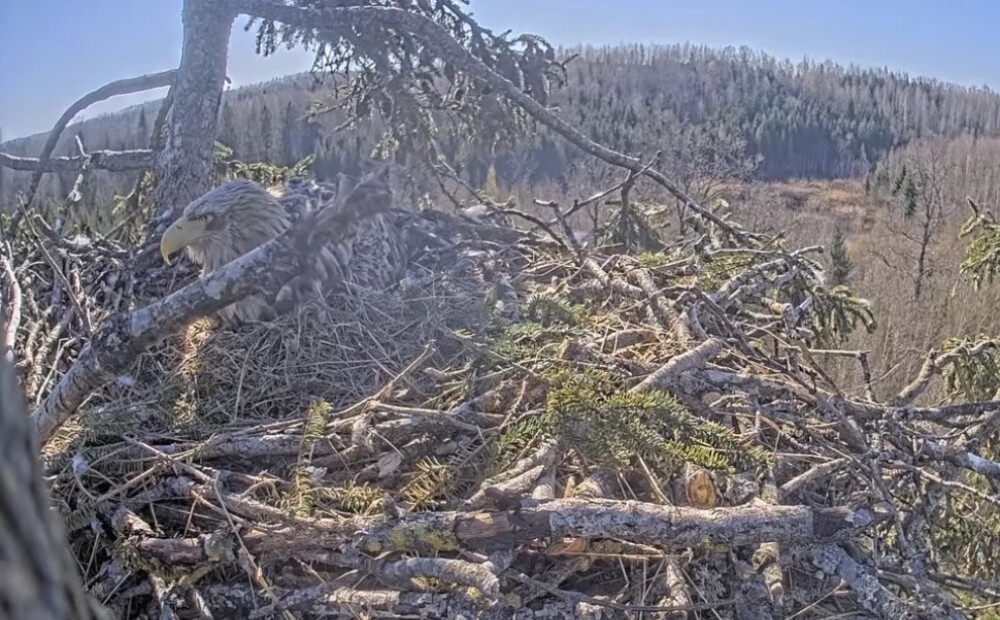 Jūras ērgļiem Durbē izšķīlies otrais cālis