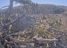 Jūras ērgļiem Durbē izšķīlies otrais cālis