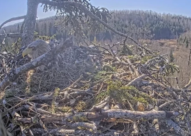 Jūras ērgļiem Durbē izšķīlies otrais cālis